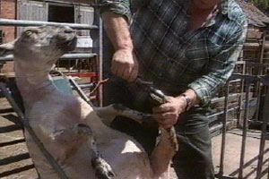 Gordon does a pedicure