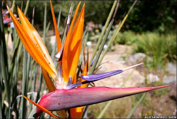 Bird of Paradise flower