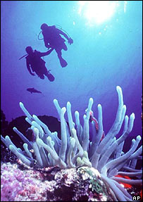 Coral