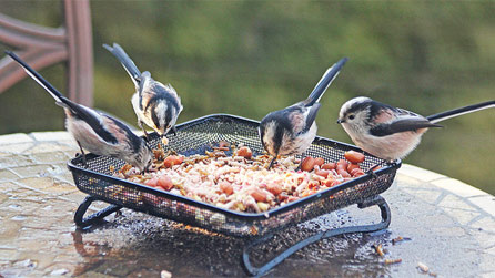 Long-tailed tits. Image by Eiona Roberts.