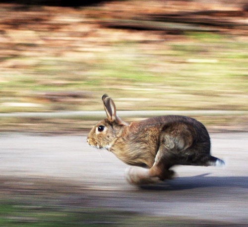 Running rabbit by Derek Bennett