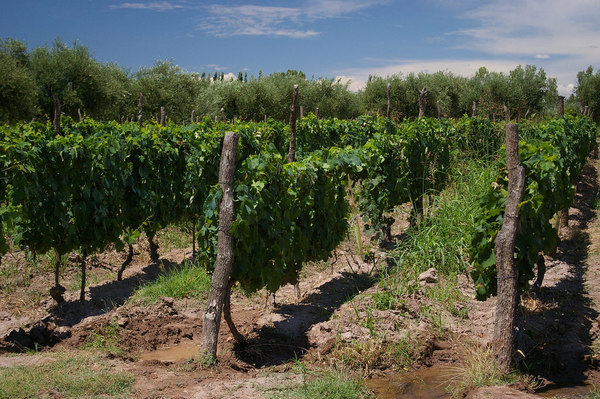 vineyard_elizacole.jpg