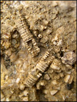 Fossilised crinoids