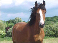 Pony