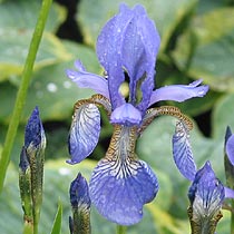 Iris sibirica