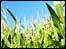 Biocombustível