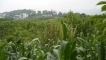 Farm views.
