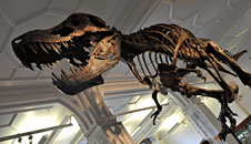 dinosaur skeleton