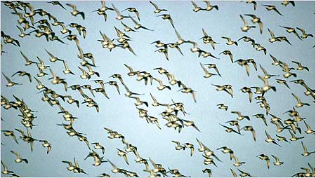 Knot c/o RSPB Images and Chris Gomersall