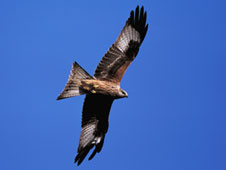 Red Kite (c) RSPB images