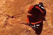 Butterfly on red rock symbolising life on Mars