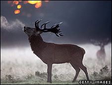 deer_getty226.jpg