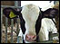 Calf