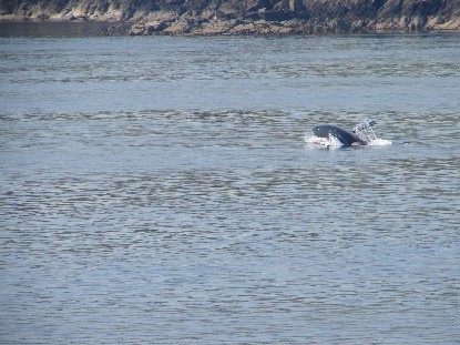 Orca