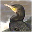 Cormorant