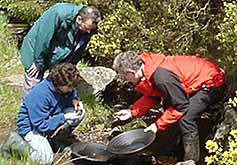 panning for gold