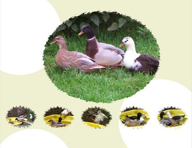 Duck collage