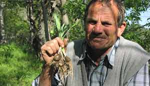 Ahmet Aktekin bulb grower