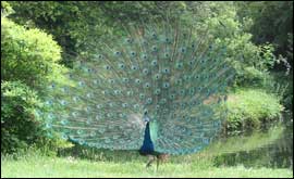 Swiss Gardens at Shuttleworth, Old Warden.