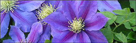 Clematis
