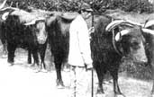 Photograph of a farm labourer and his cattle