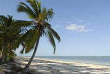 A tropical beach