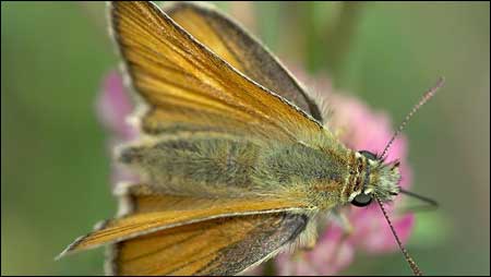 Small Skipper c/o c/o Jaybee and NE Wildlife