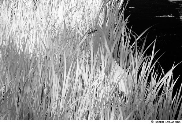 Central park, New York