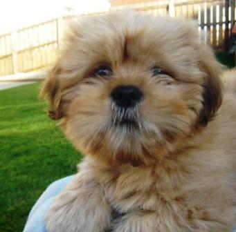 Rascal November 2007