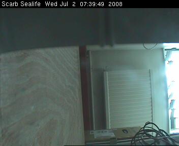 Hooded Vultures at the Falconry Centre