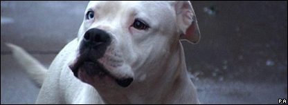 A dog