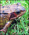 Blackpool toad by Bill Johnson
