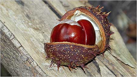 Horse Chestnut c/o Jaybee and NE Wildlife