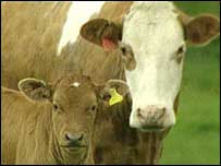 Vacas