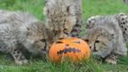 cheetah cubs
