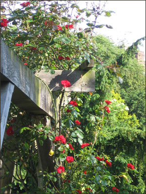 Roses in bloom, York
