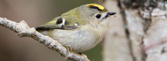 goldcrest