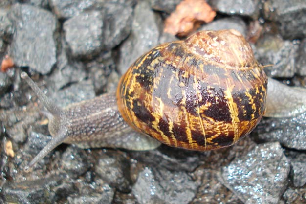 A snail