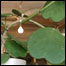 planta japonesa escreve blog