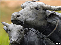 Búfalo