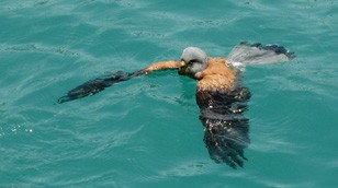 Lesser Kestrel by Lieutenant Rolf Williams