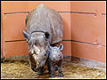 Black rhino Sita and her calf