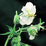 Geranium 