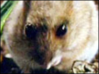 Mouse