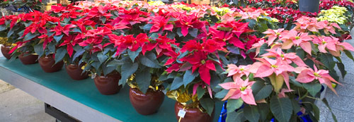 Euphorbia pulcherrima on sale in Menorca, Bussolengo, Veneto, Italy 