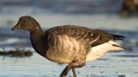 Light-bellied Brent Goose by Richard Taylor-Jones