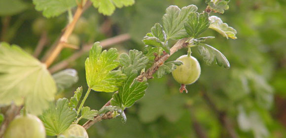 Gooseberry