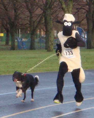 Runner dressed as sheep, with dog