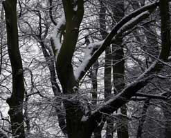 Black and white photo of snow-covered trees