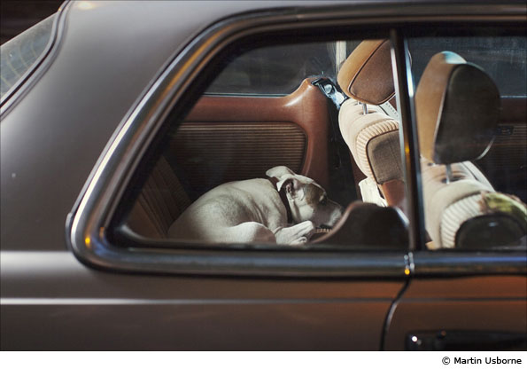 Dogs by Martin Usborne